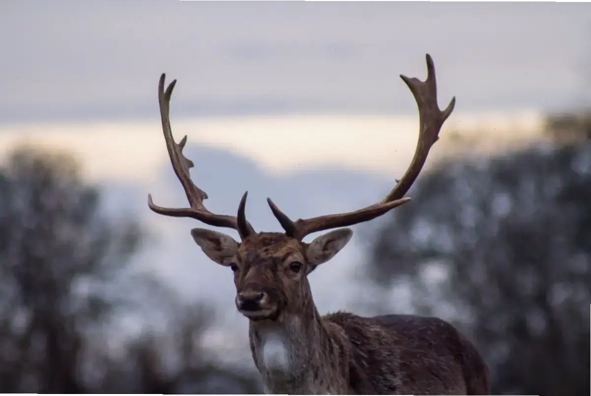 Hươu nai lững thững trong sương mờ, bức ảnh gợi cảm xúc lãng mạn và huyền bí của rừng.