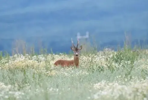 Hươu nai trong phong cách tối giản, hình ảnh tinh tế và thanh lịch cho không gian kỹ thuật số.