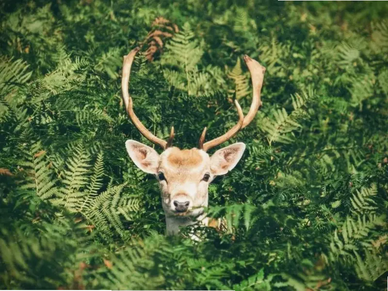 Khám phá ảnh hươu nai 4K sắc nét, mang vẻ đẹp thiên nhiên rừng sâu vào màn hình của bạn một cách sống động.