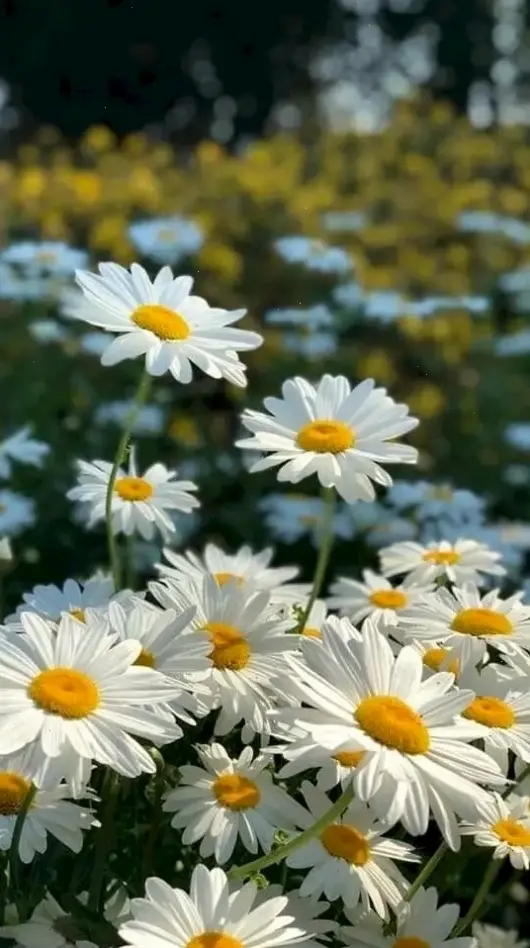 Khám phá hình nền hoa cúc đẹp, mang vẻ đẹp tinh khôi và tươi mới đến màn hình, tạo không gian thư giãn hàng ngày.