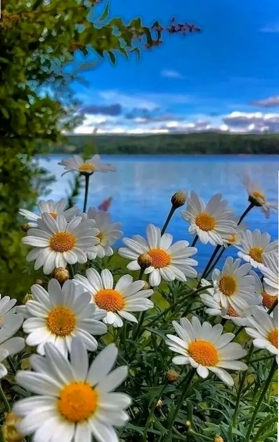 Khám phá hình nền hoa cúc đẹp nhất, mang cảm hứng và sự tươi mới đến không gian kỹ thuật số.