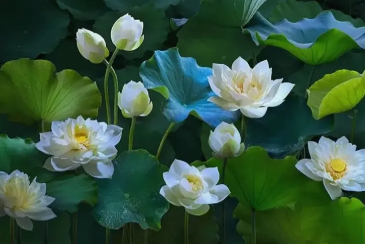 Khám phá hình nền hoa sen Phật giáo, kết hợp yếu tố tâm linh và nghệ thuật, hoàn hảo để làm mới màn hình máy tính hoặc điện thoại với vẻ đẹp hoa sen thanh tịnh.