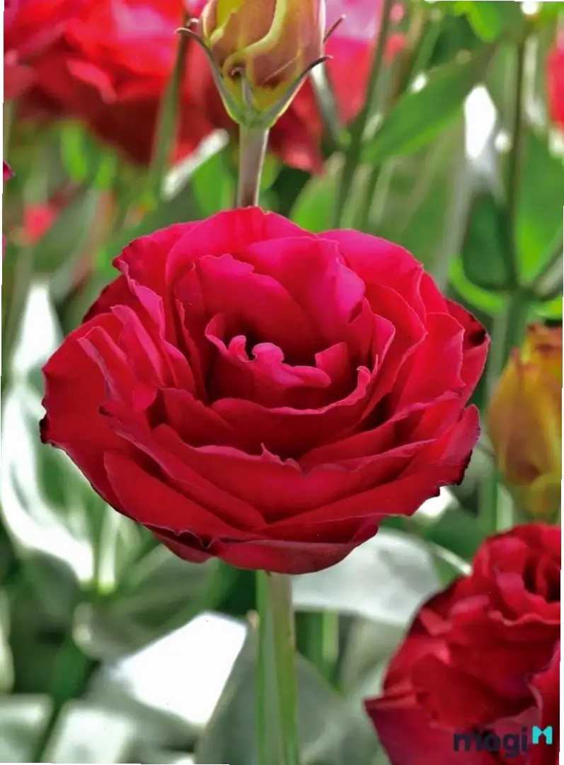 Khám phá Hoa cát tường đỏ rực rỡ, biểu tượng của tình yêu nồng cháy và đam mê bất tận, tô điểm không gian sống.