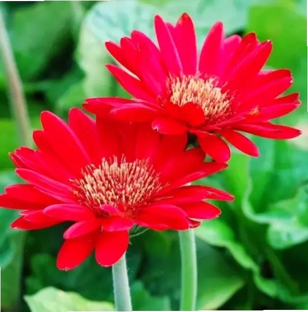 Khám phá hoa đồng tiền đỏ rực rỡ cho lễ khai trương, mang lại may mắn và khởi đầu thành công tươi mới!