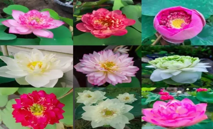 Khám phá hoa sen Quan Âm, biểu tượng lòng từ bi và thanh tịnh trong Phật giáo, nghệ thuật văn hóa Việt.