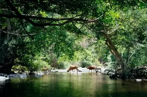 Khám phá rừng Amazon qua ảnh 4K sắc nét, mang vẻ đẹp thiên nhiên sống động đến màn hình của bạn.