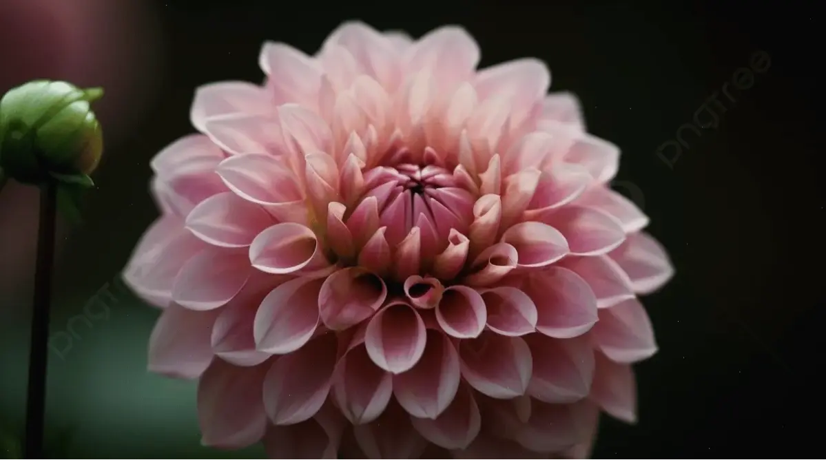 Khám phá vẻ đẹp dịu dàng của hoa thược dược hồng, mang đến không gian tươi mát và tràn đầy cảm hứng.