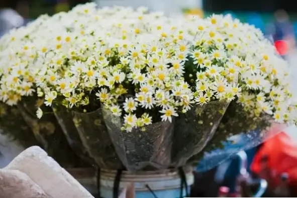 Khám phá vẻ đẹp hoa cúc họa mi Hà Nội rực rỡ dịp 8/3, mang đến sự tươi mới và yêu thương cho phái đẹp.