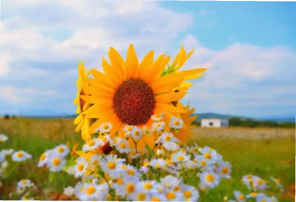 Khám phá vẻ đẹp hoa hướng dương đồng quê, mang lại cảm giác yên bình và tươi mới của thiên nhiên.