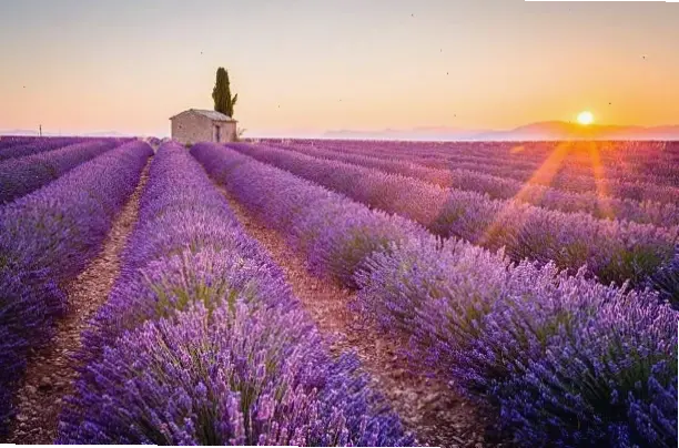 Khám phá vẻ đẹp huyền ảo của cánh đồng lavender Provence qua hình ảnh 4K sắc nét, mang đến sự yên bình và lãng mạn tuyệt vời.