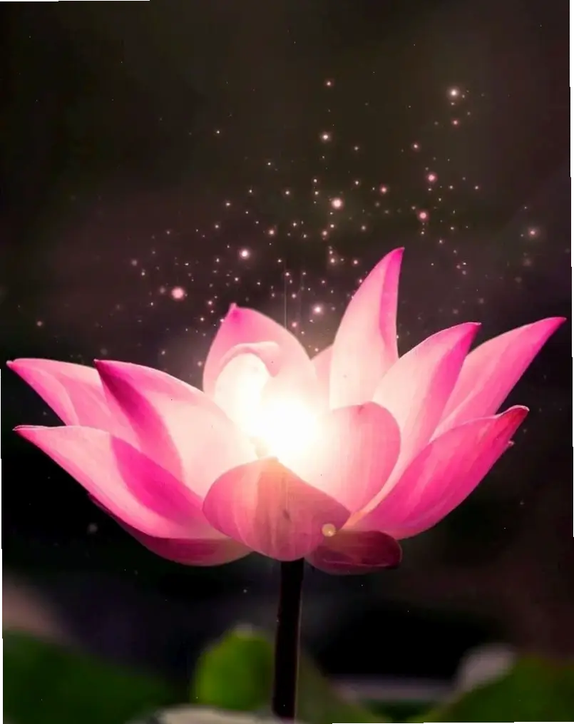 Khám phá vẻ đẹp huyền ảo của hoa sen nở rộ dưới ánh bình minh tại hồ Tây, mang đến sự thanh bình và tươi mới cho tâm hồn.