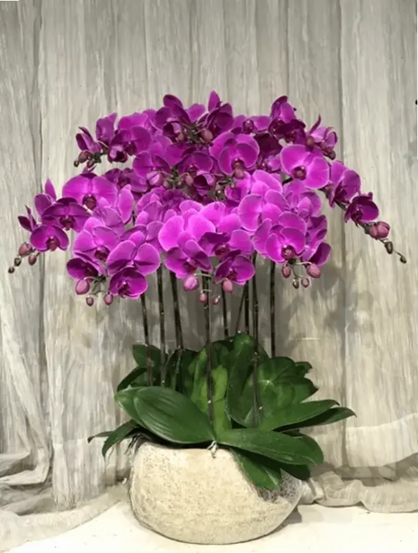 Khám phá vẻ đẹp huyền bí của hoa lan hồ điệp tím, mang lại sự sang trọng và may mắn cho ngày cưới hoàn hảo của bạn.