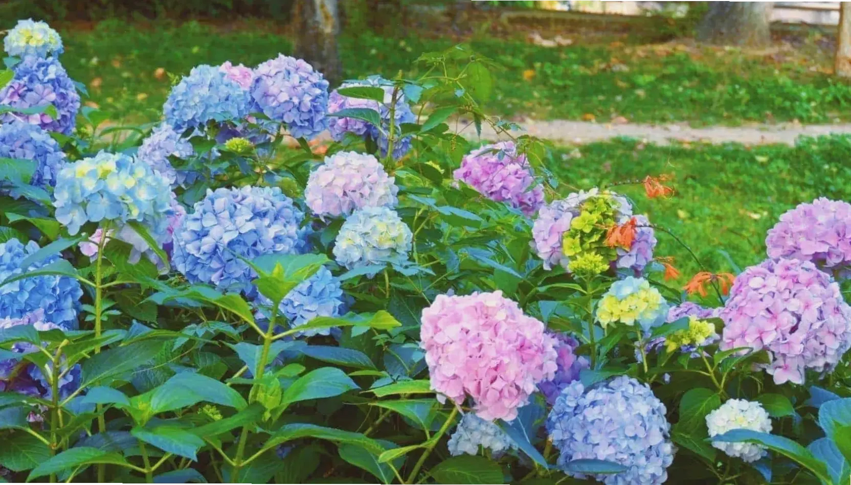 Khám phá vẻ đẹp mê hoặc của hoa cẩm tú cầu tại Đà Lạt, nơi thiên nhiên hội tụ sắc màu rực rỡ và tươi mới.