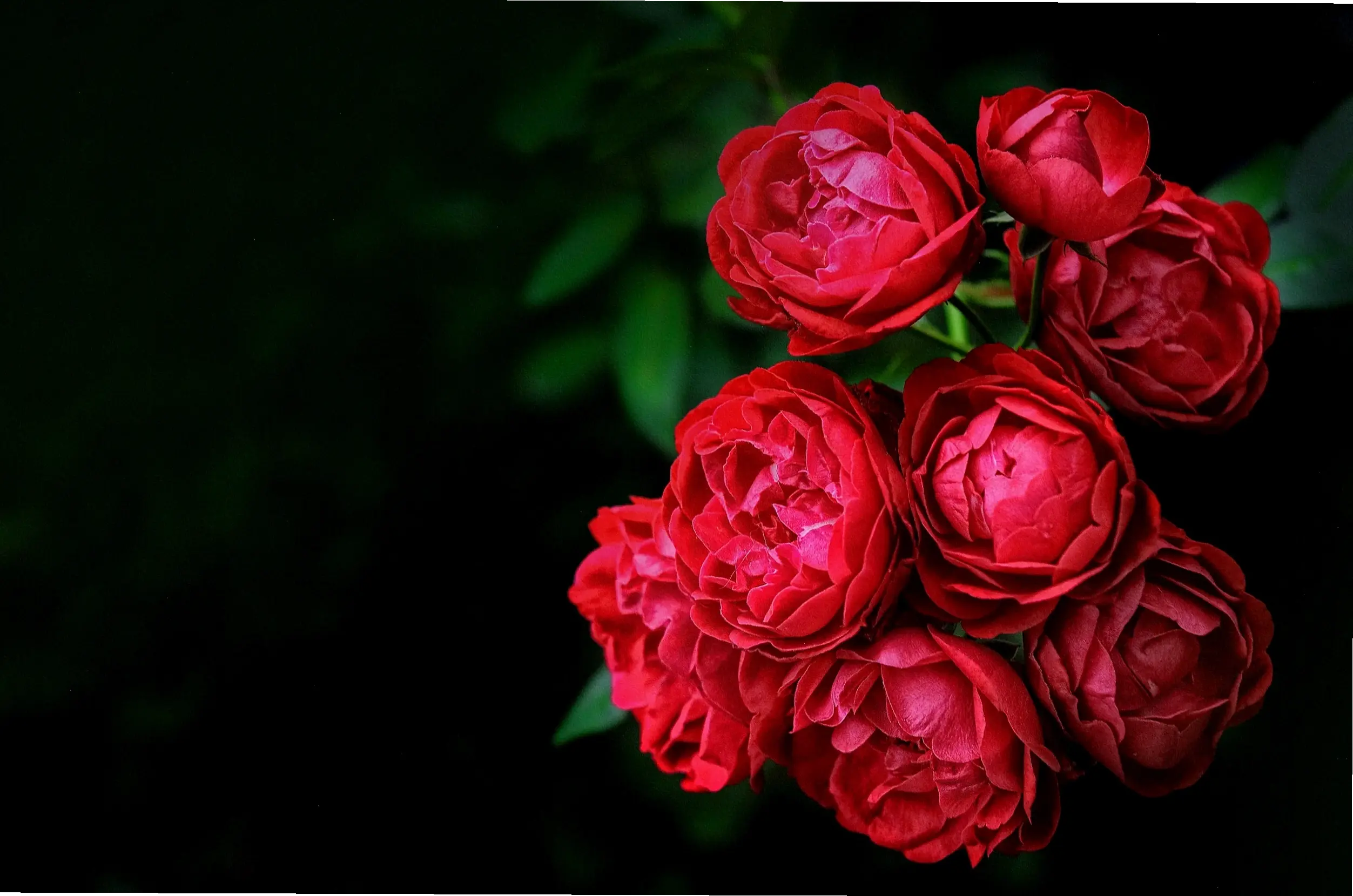 Khám phá vẻ đẹp quyến rũ của hoa hồng đỏ, biểu tượng tình yêu nồng cháy và đam mê bất tận.