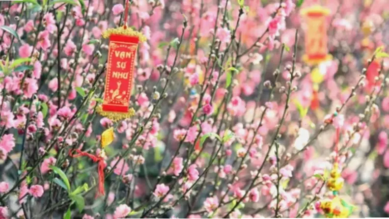 Khám phá vẻ đẹp rực rỡ của hoa đào Nhật Tân Hà Nội, biểu tượng mùa xuân tươi mới và rộn ràng.