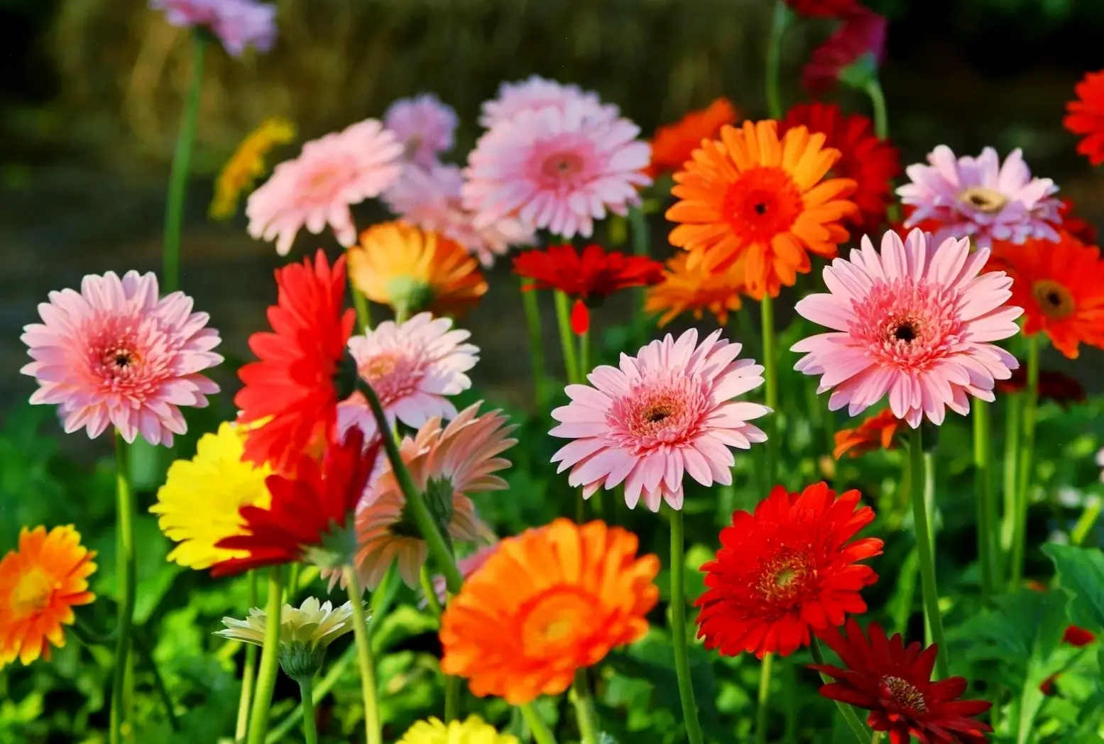 Khám phá vẻ đẹp rực rỡ của hoa đồng tiền đỏ, lý tưởng để trang trí nhà cửa và mang lại năng lượng tích cực cho không gian sống.