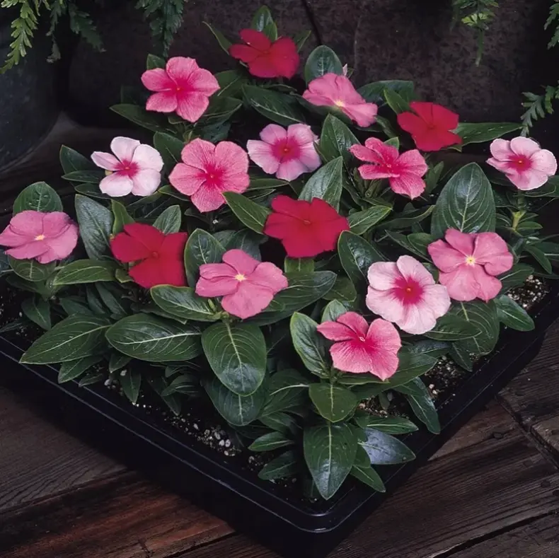 Khám phá vẻ đẹp rực rỡ của hoa dừa cạn hồng, loài hoa kiên cường tô điểm không gian sống với màu sắc tươi vui và năng lượng tích cực.