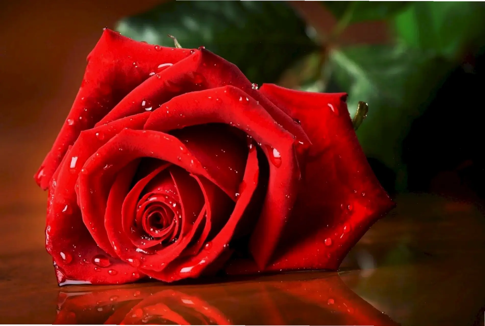 Khám phá vẻ đẹp rực rỡ của hoa hồng đỏ trong đám cưới, biểu tượng tình yêu nồng cháy và lãng mạn bất tận.