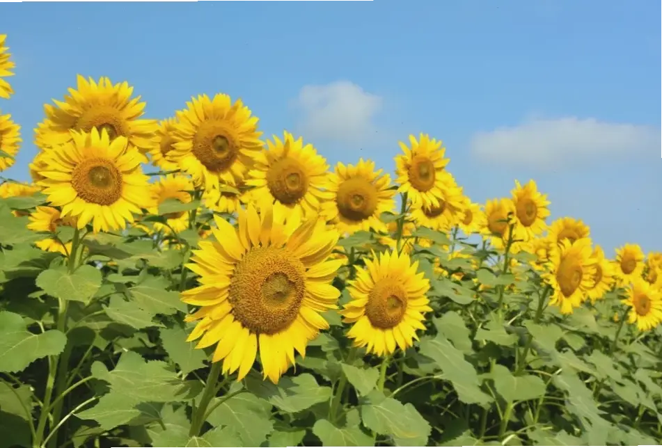 Khám phá vẻ đẹp rực rỡ của hoa hướng dương vàng trong ngày cưới, mang đến niềm vui và năng lượng tích cực cho khoảnh khắc đáng nhớ.