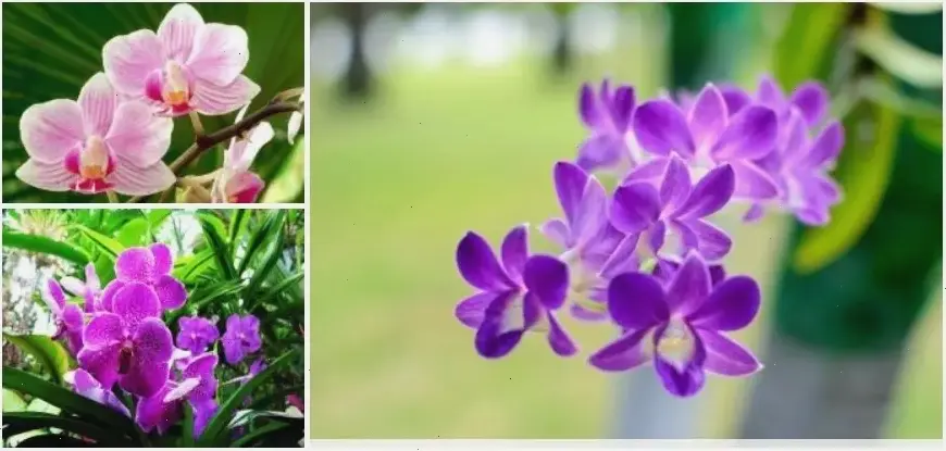 Khám phá vẻ đẹp rực rỡ của hoa lan hồ điệp nở rộ, mang đến không gian sống tươi mới và tinh tế.