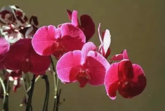 Khám phá vẻ đẹp rực rỡ của hoa lan hồ điệp trong dịp Tết, mang không khí tươi mới và may mắn đến ngôi nhà bạn.