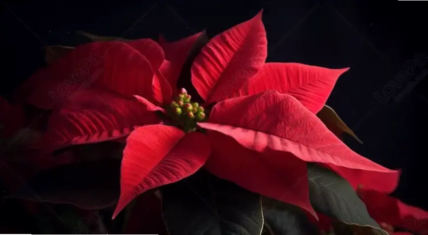 Khám phá vẻ đẹp rực rỡ của hoa lay ơn đỏ, biểu tượng tình yêu và sức mạnh, tô điểm cho mọi không gian sống.