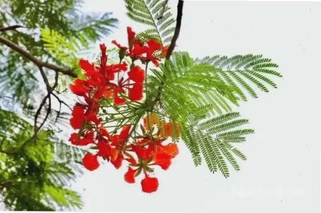 Khám phá vẻ đẹp rực rỡ của hoa phượng đỏ, mang sức sống nồng nhiệt đến mọi không gian.