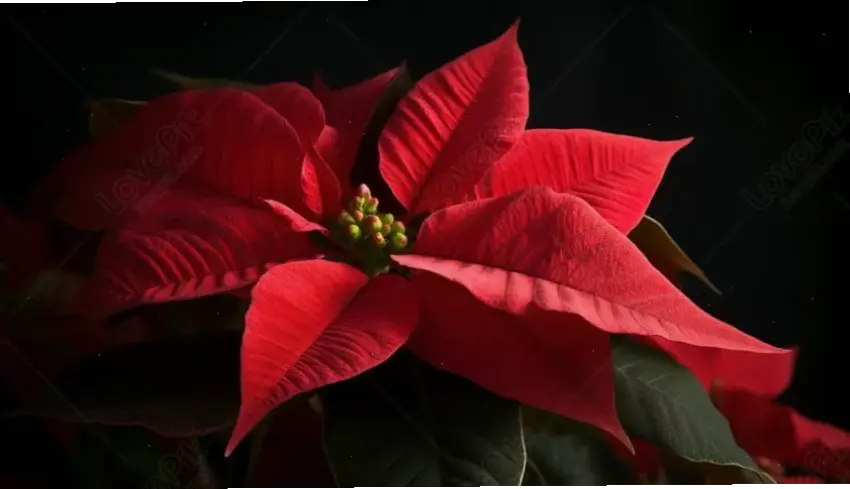 Khám phá vẻ đẹp rực rỡ của hoa trạng nguyên đỏ, biểu tượng may mắn và sức sống cho dịp Tết truyền thống.