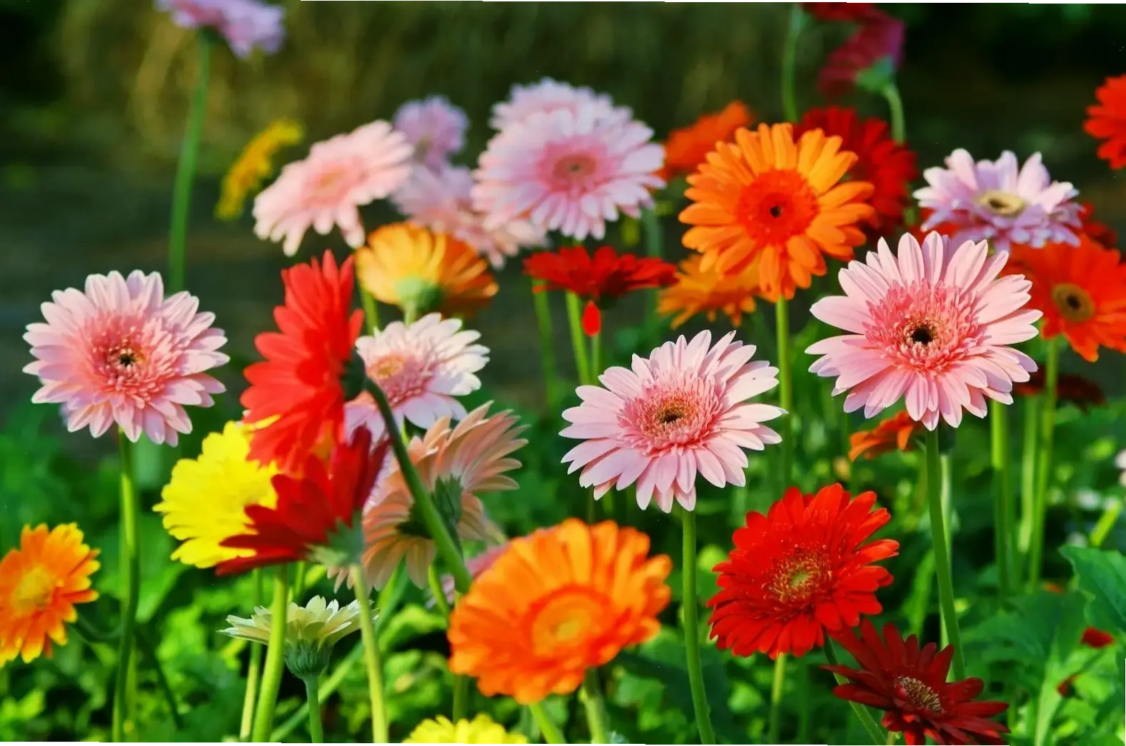 Khám phá vẻ đẹp thuần khiết của hoa đồng tiền, loài hoa tượng trưng cho sự kiên cường và tươi mới bất tận!