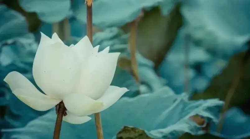 Khám phá vẻ đẹp tinh khiết của hình ảnh hoa sen trắng cắm bình, biểu tượng sự thanh tịnh và yên bình trong không gian sống.