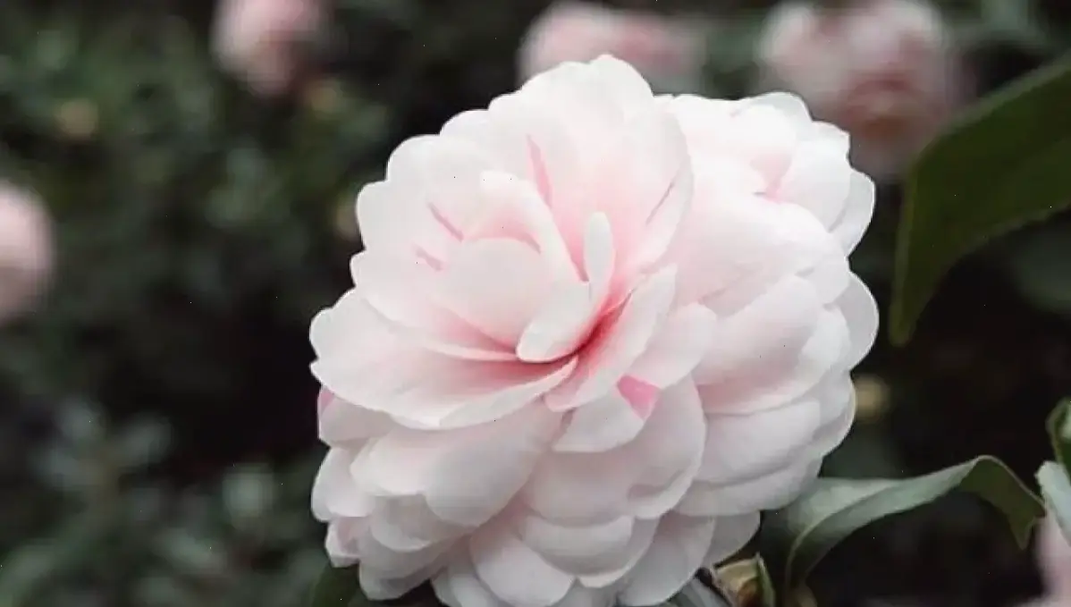 Khám phá vẻ đẹp tinh khiết của hoa bạch trà trắng, biểu tượng thanh lịch và yên bình cho không gian sống.