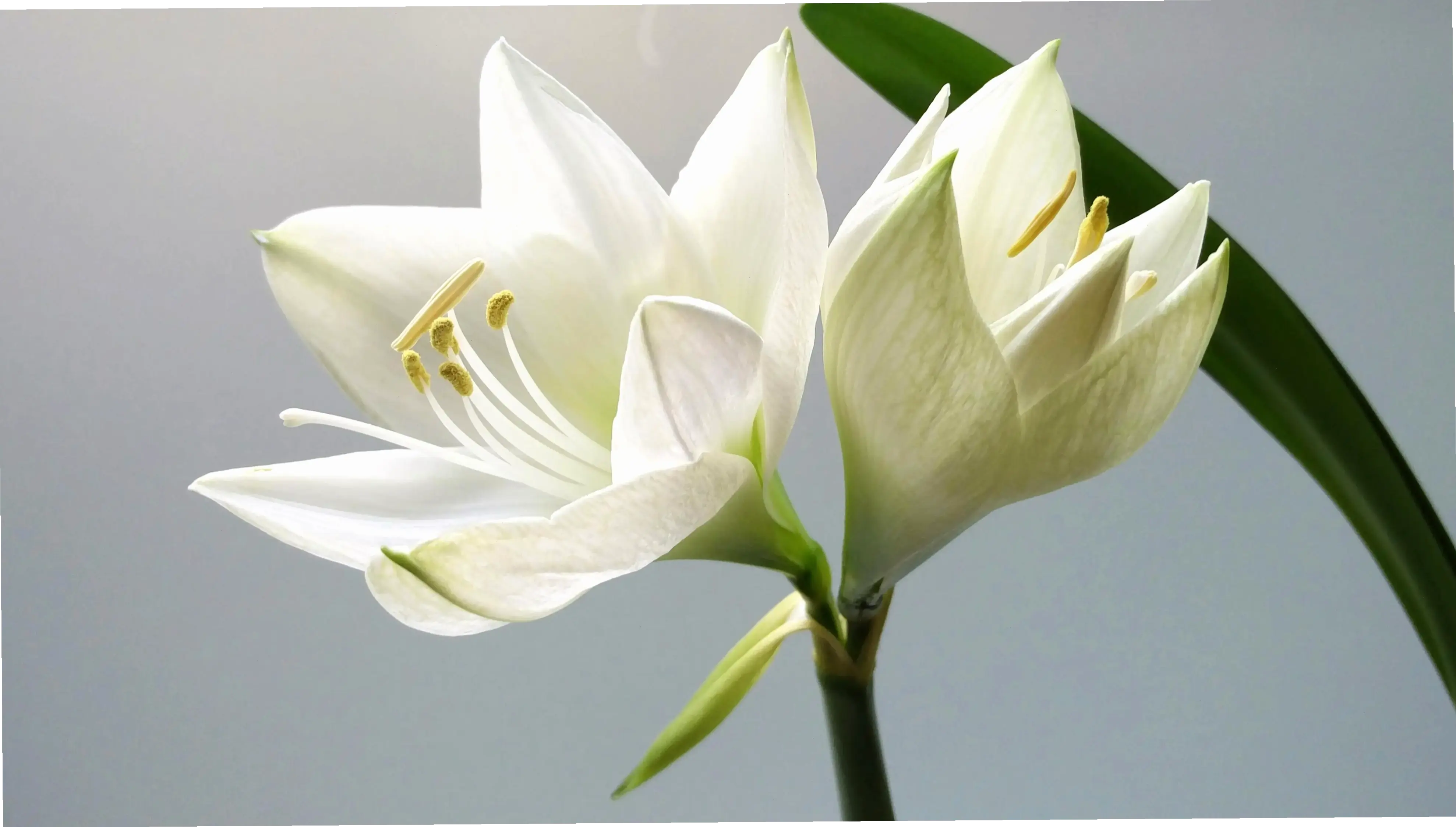 Khám phá vẻ đẹp tinh khiết của hoa huệ tây trắng, biểu tượng sự trong sạch và thanh lịch trong tự nhiên.