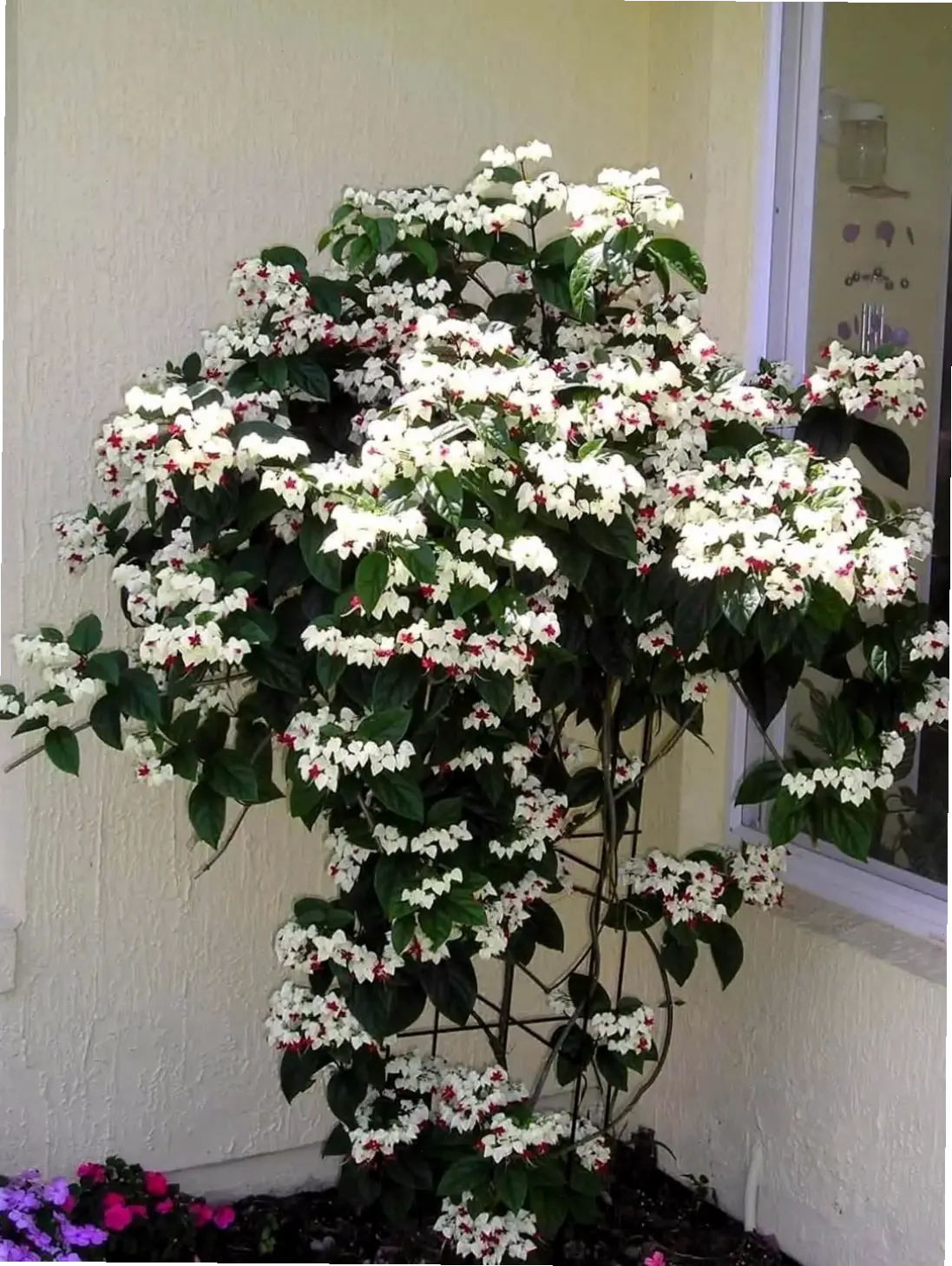 Khám phá vẻ đẹp tinh khiết của hoa ngọc nữ trắng, biểu tượng thanh lịch cho không gian yên bình.