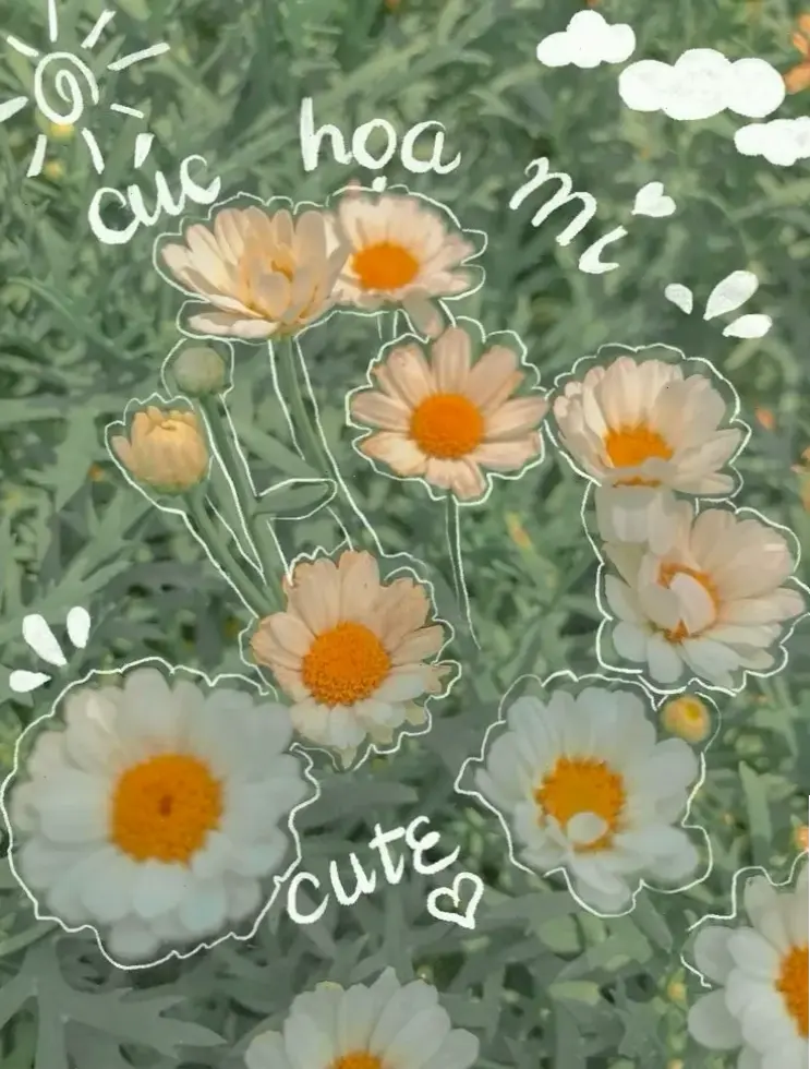 Khám phá vẻ đẹp tinh khôi của cúc họa mi qua ảnh 4K sắc nét, mang không gian thiên nhiên yên bình vào màn hình bạn.