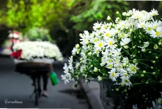 Khám phá vẻ đẹp tinh khôi của hoa cúc họa mi tại Hà Nội, biểu tượng mùa thu lãng mạn và nét văn hóa đặc trưng.