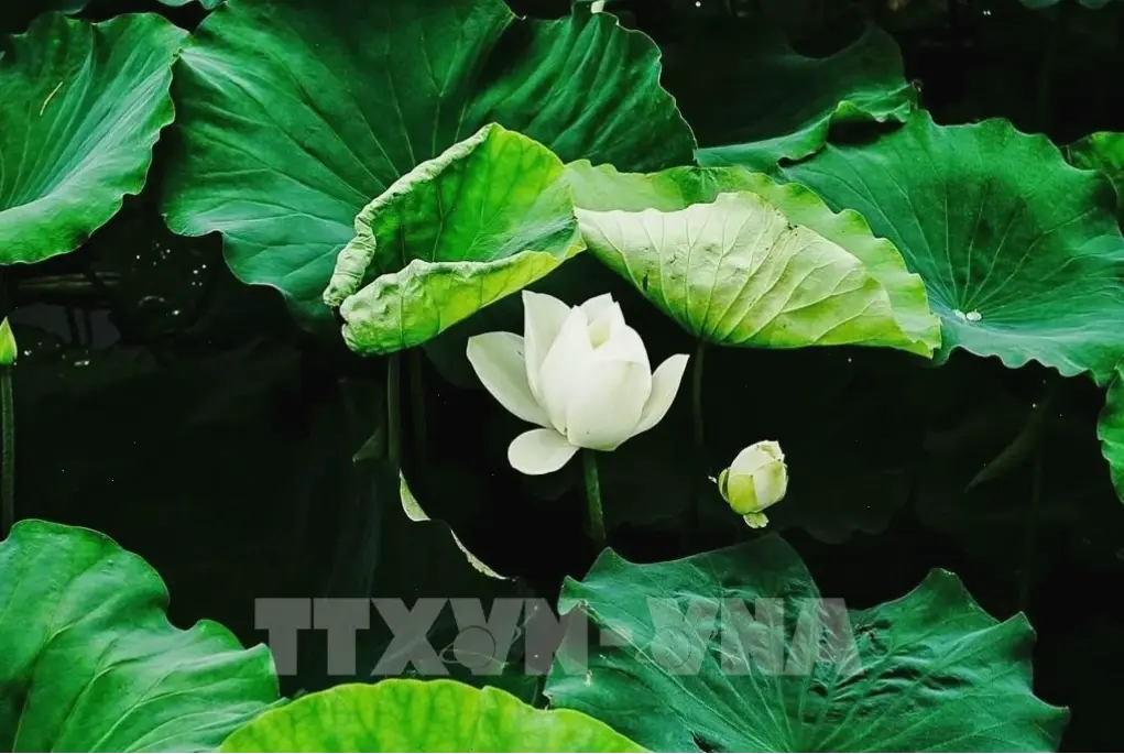 Khám phá vẻ đẹp tinh khôi của hoa sen hồ Tây, biểu tượng thanh bình của Hà Nội trong buổi sáng dịu dàng.