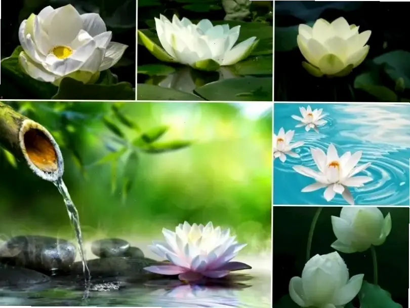 Khám phá vẻ đẹp tinh khôi của hoa sen trắng nở rộ, biểu tượng thanh tịnh và sự trong sạch tự nhiên.