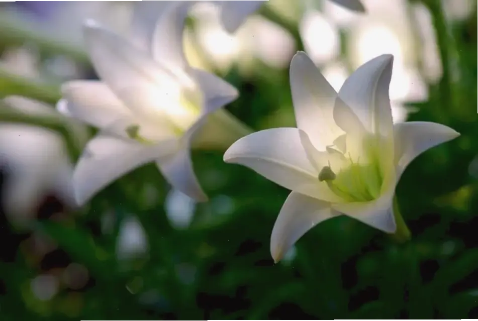 Khám phá vườn hoa loa kèn đẹp mê ly, nơi hương thơm và sắc màu hòa quyện hoàn hảo.