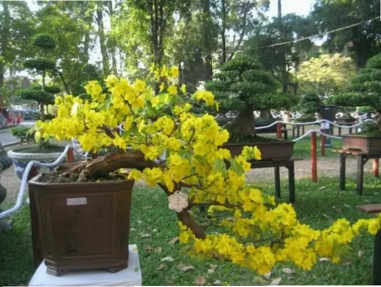 Khám phá vườn hoa mai An Giang rực rỡ, nơi sắc vàng xuân bung nở đầy mê hoặc.