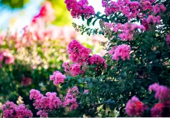 Khu vườn rực rỡ với hoa lan tường, tạo nên không gian xanh mát và yên bình lý tưởng.