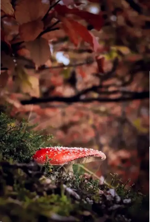 Lá đỏ rực rỡ mùa thu tượng trưng cho sự thay đổi, lý tưởng để trang trí desktop với màu sắc sống động.