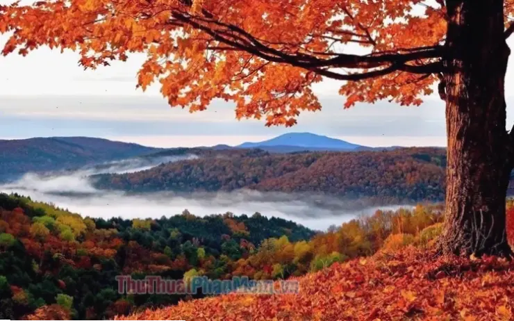 Lá mùa thu dưới ánh trăng đêm, mang vẻ đẹp huyền bí và tinh tế, lý tưởng cho màn hình tối.