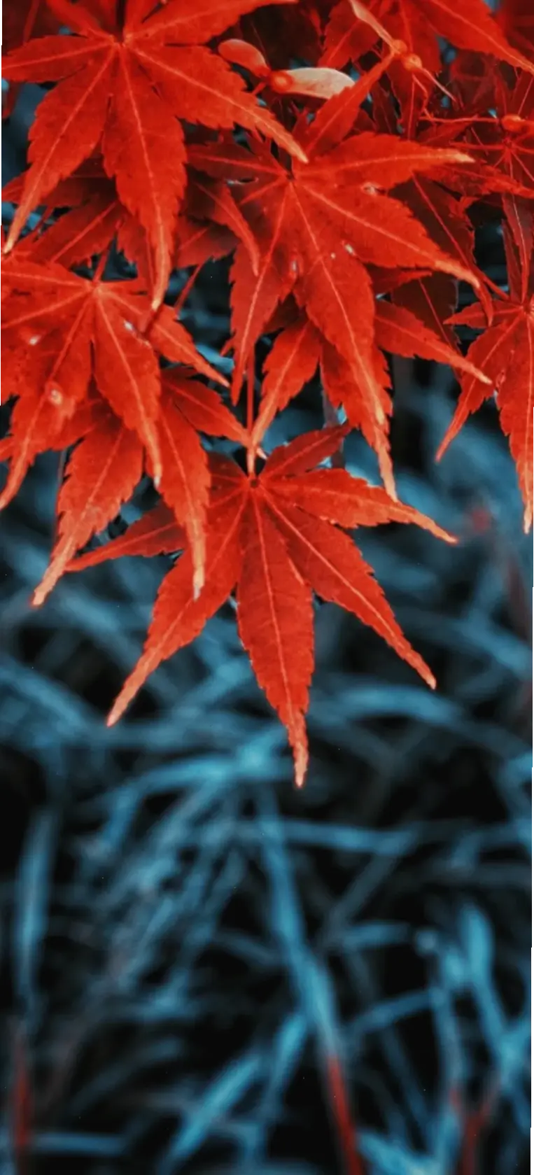 Làm mới màn hình với hình nền lá vàng óng ả, gợi cảm giác ấm áp và yên bình của mùa thu.