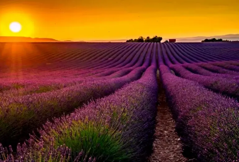 Lavender qua lăng kính nghệ thuật, với đường nét sáng tạo và màu sắc ấn tượng, khơi dậy cảm hứng sáng tạo.