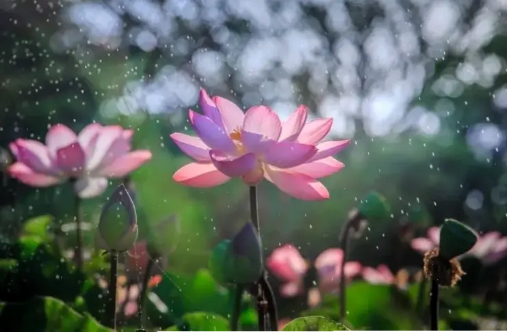 Màu hồng rực rỡ của hoa sen tô điểm chùa, tượng trưng cho sức sống mãnh liệt và tình yêu vô bờ.