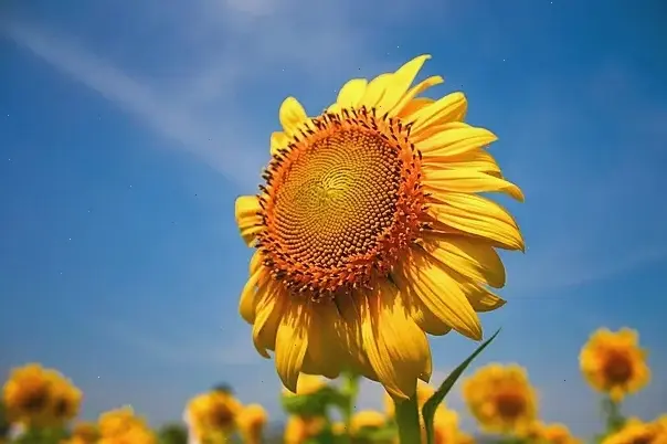 Mùa hè rực rỡ với hoa hướng dương macro, mang nắng ấm và niềm vui bất tận.