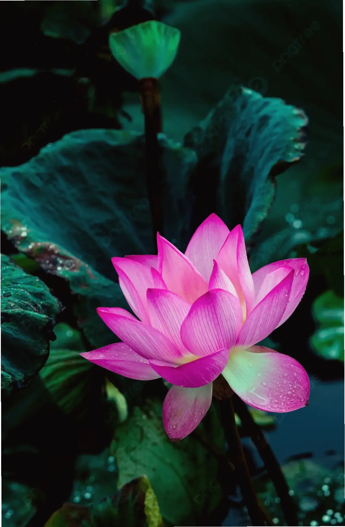 Mùa hè rực rỡ với hoa sen nở rộ, lan tỏa năng lượng tươi mới và hương thơm quyến rũ của đất trời.