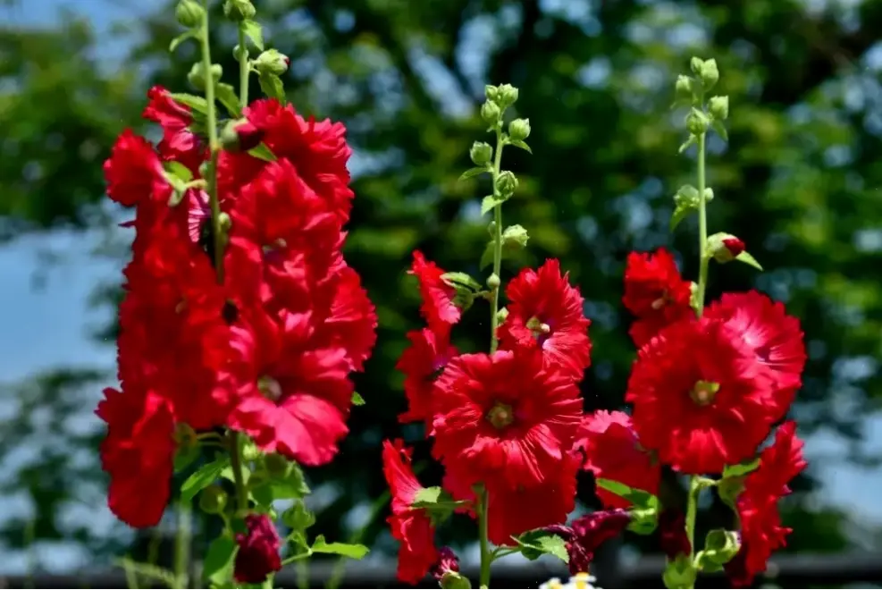 Ngắm nhìn hoa mãn đình hồng đỏ rực rỡ, mang đến sức sống và niềm vui cho không gian của bạn.