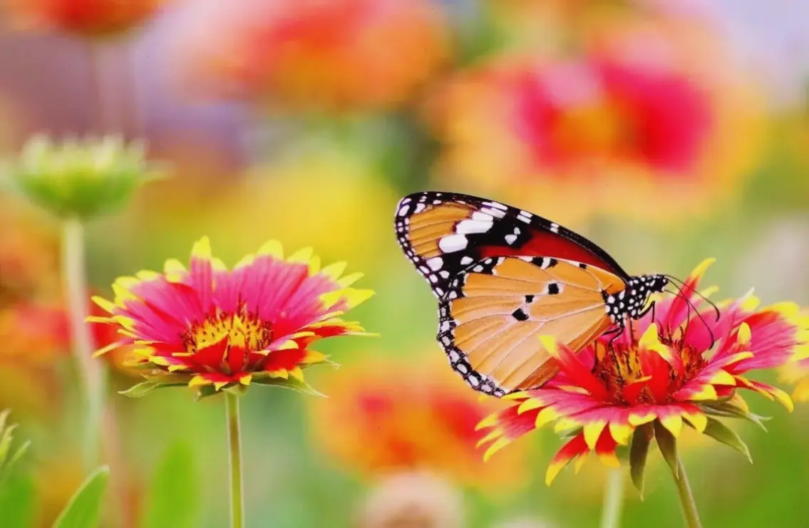 Những bức ảnh macro của hoa bướm, tiết lộ chi tiết tinh tế và vẻ đẹp kỳ diệu mà mắt thường khó nhận ra.