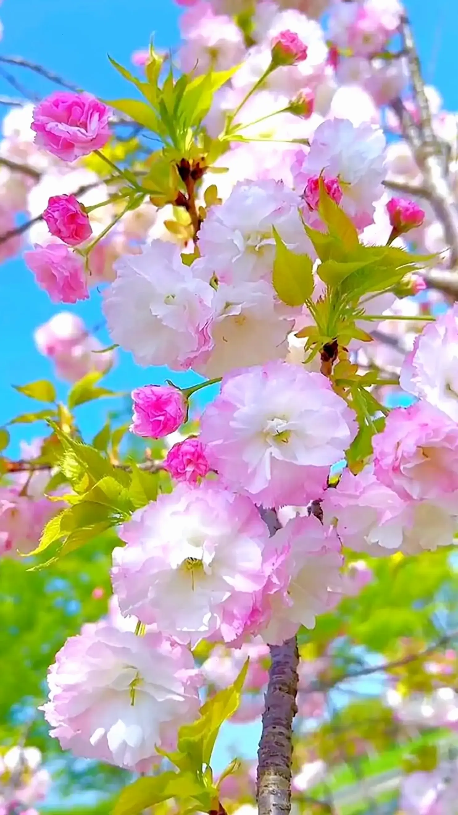 Những hình ảnh hoa cẩm nhung dễ thương, mang lại niềm vui và sự đáng yêu cho ngày mới.